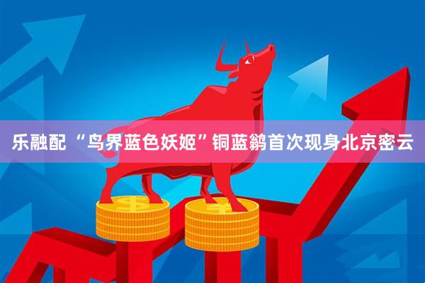 乐融配 “鸟界蓝色妖姬”铜蓝鹟首次现身北京密云